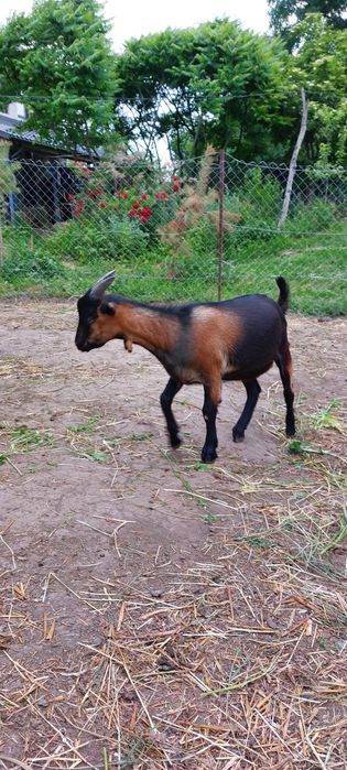 Кози породні альпійські, нубійські та інші