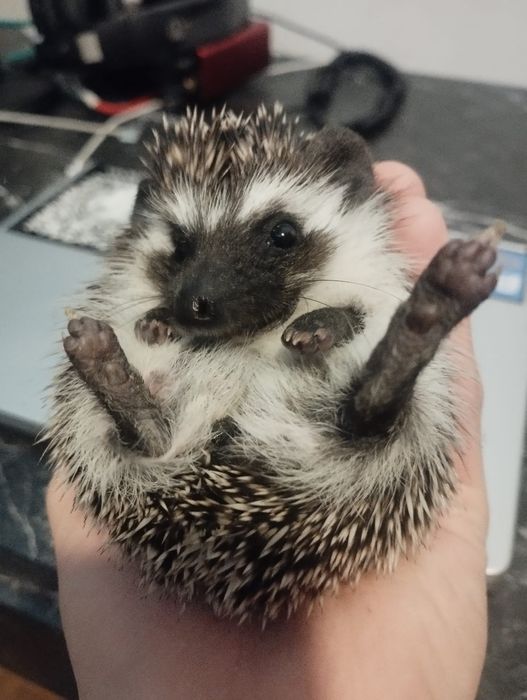 Urocze Jeżyki Pigmejskie