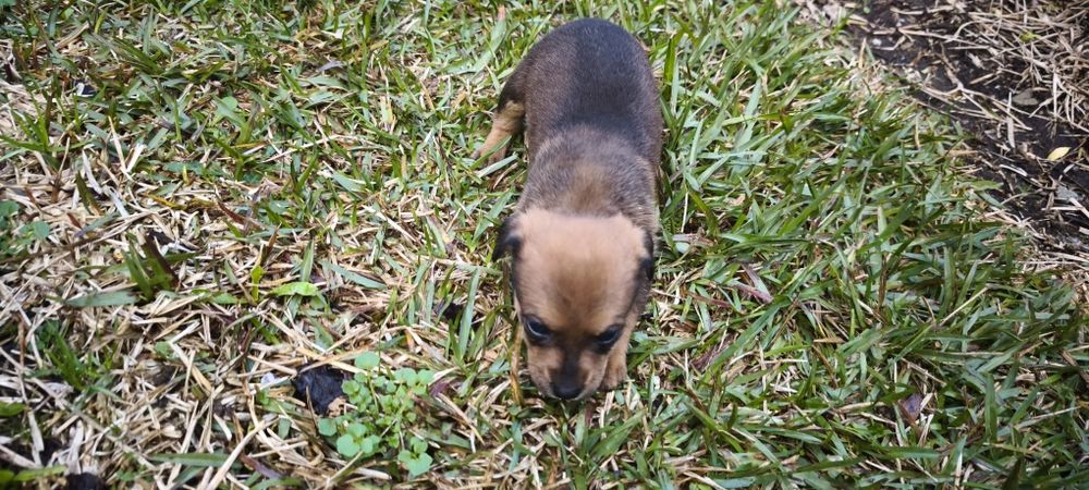 Pinscher pincher miniatura criado em ambiente fami