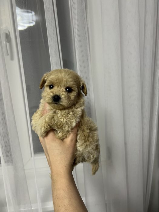 Дівчинка мальтипу ф1 міні