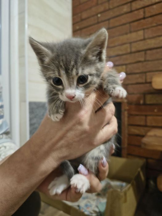 Кошенята шукають дім