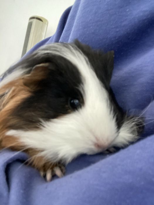 Pet nanny pet sitter passeios e cuidados