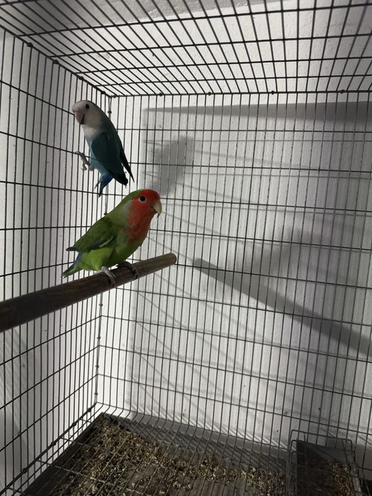 3 agapones long