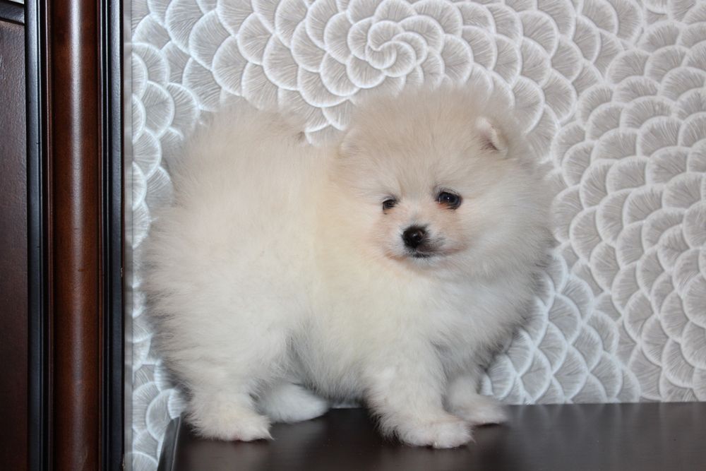 Продам малышей шпицов