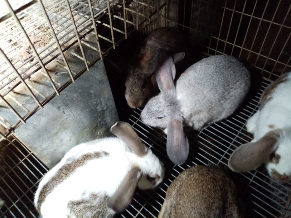 Coelhos Flandres X borboleta