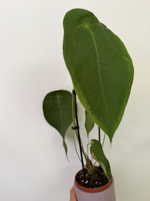 Anthurium diversos