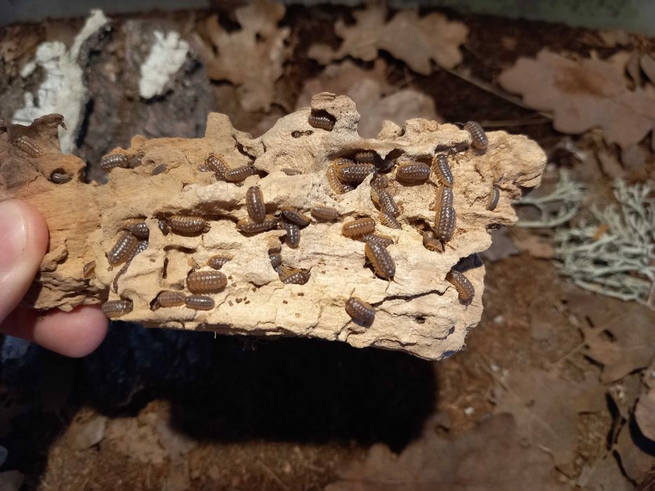 Isopody Armadillidium werneri / Porcellio laevis