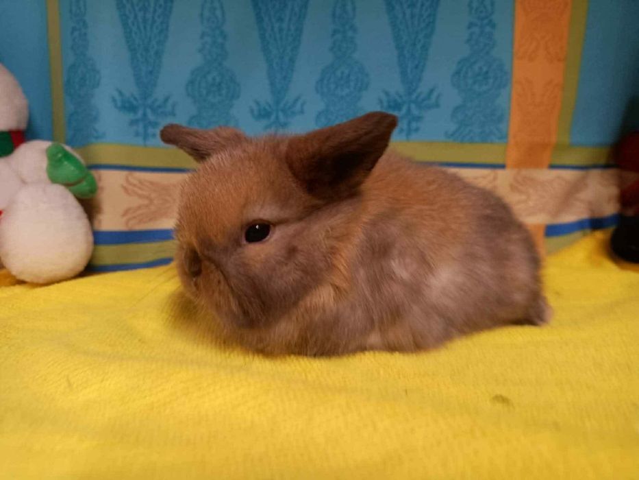 Sprzedam króliczki mini loop mini lop niebieskookie