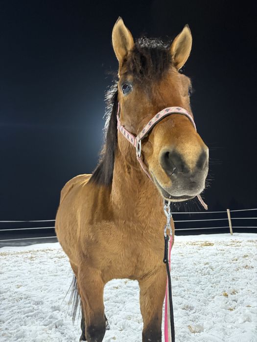 Wspołdzierżawa 6 letniego hucułka