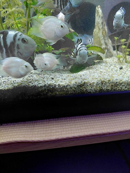 Peixes Bicos de Papagaio Blue Sapphire e Polar