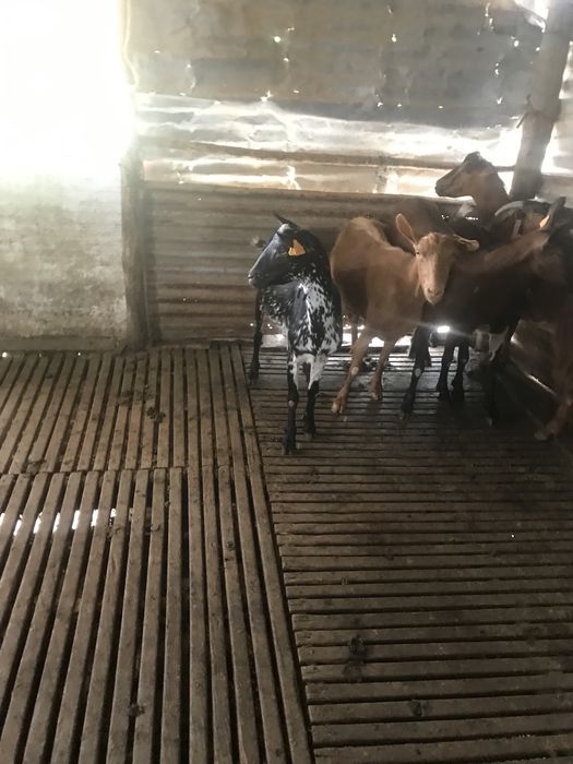 Vendo 5 cabras boas  b4