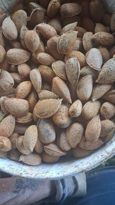 AMÊNDOA com casca — 2€/KG