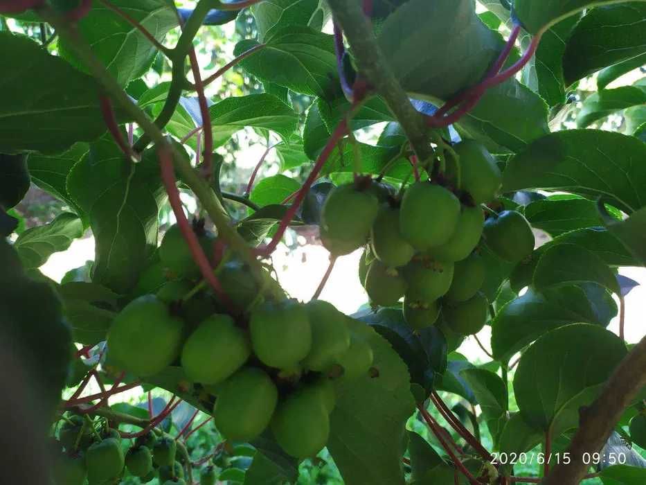 Plantas de kiwi arguta, baby kiwi produtivas