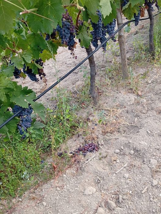 Uvas - Sirah, Tinta Roriz, Alicante bouschet