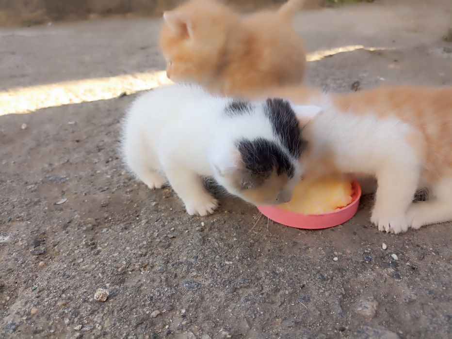 Віддам котенят .