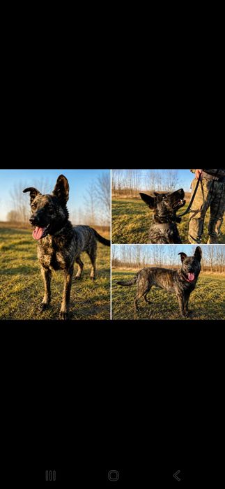 Pako owczarek  do adopcji