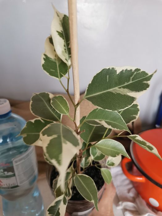 Фикус Де Гантель и  Старлайт