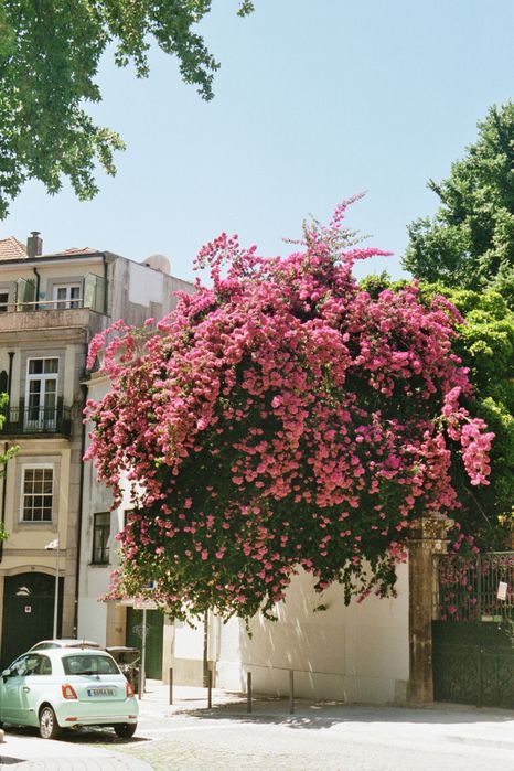 Kodak Vision 3 AHU 250d - Rolos fotográficos/analógicos 35mm