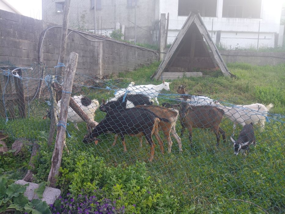 Cabras novas penhas