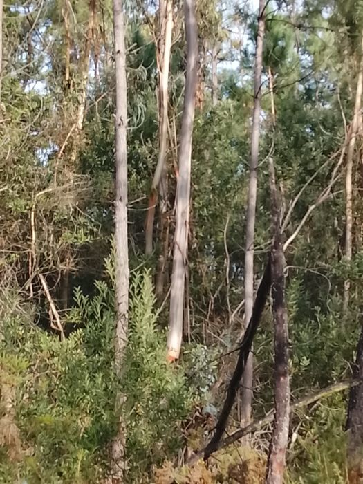 Vendo lenha faço entrega ao domicílio