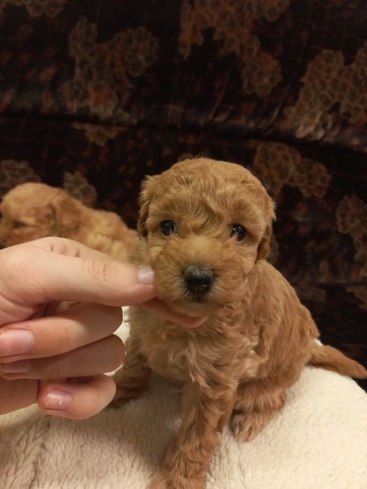 Продажа мальтипу девочка