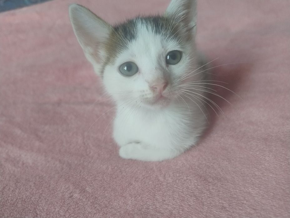Отдам котят в семью