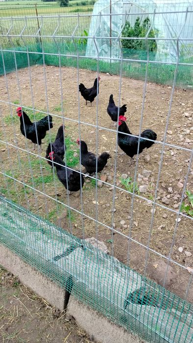 Sprzedam jaja kur (Australop, Marans, Minor, Green Shell, Tenczanka)
