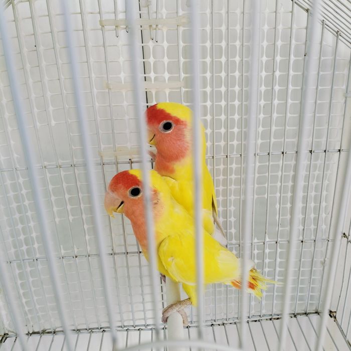 Casal de Agapórnis