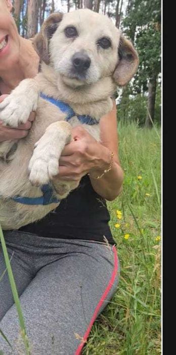 Daisy – mały aniołek po przejściach szuka domu