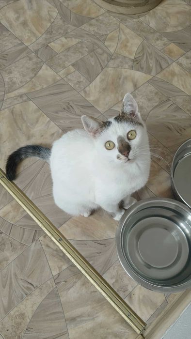 Biała Kicia szuka domku