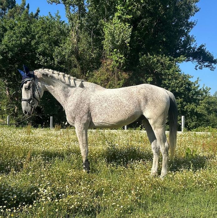 Cavalo com 9 anos a saltar