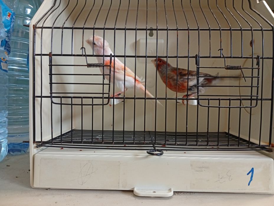 Canários arlequins 2025