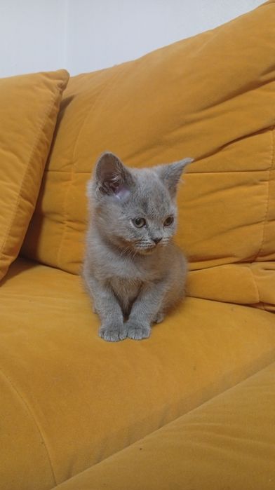 Kocurek niebieski brytyjski