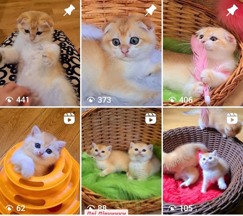 Вислоухие и Прямоухие золотая шиншилла