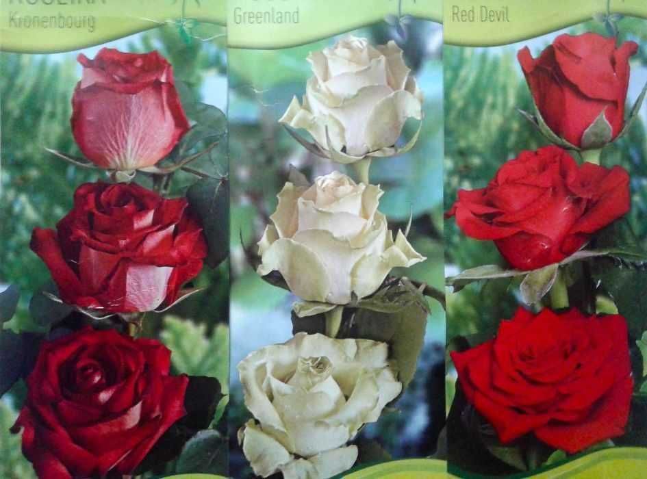 Roseiras raras . várias cores para plantar