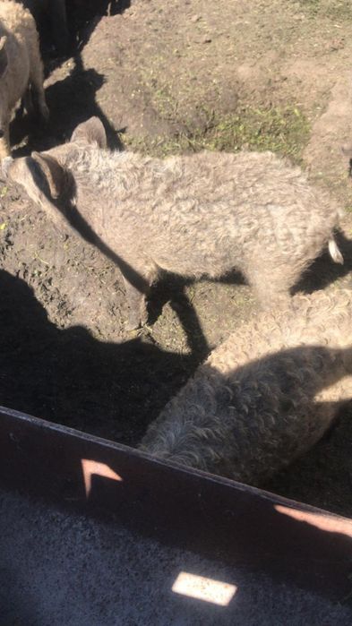 Продаються поросята і поросна свинка мангалиця