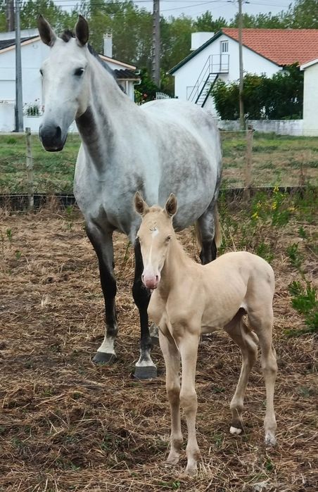 Poldros Isabel PSL Lusitano