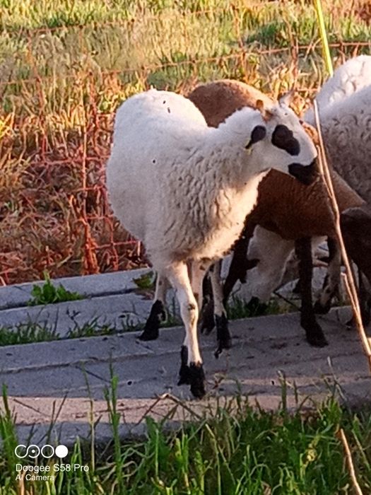 Borregas para criação