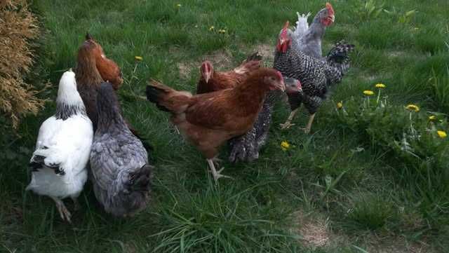 Kury Nioski DOWÓZ GRATIS 7.8.0.1.6.3.6.4.3