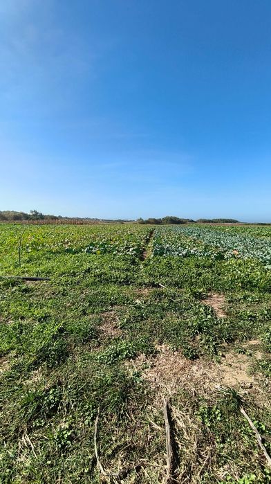 Terreno Agrícola para Venda