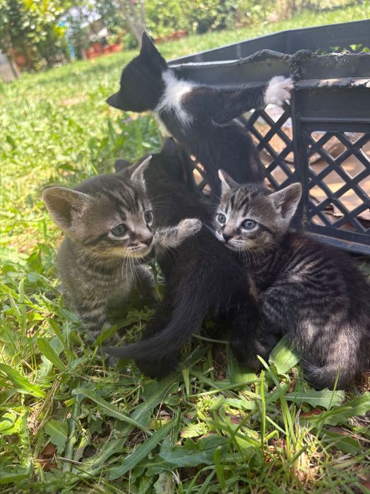 4 gatinhos para adoção
