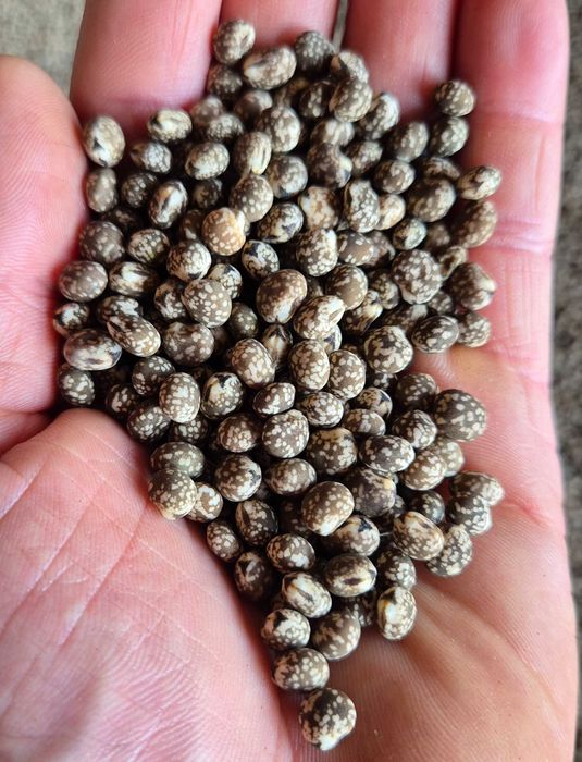 Łubin gorzki niebieski KARO ! poplon oczyszczony gotowy do siewu