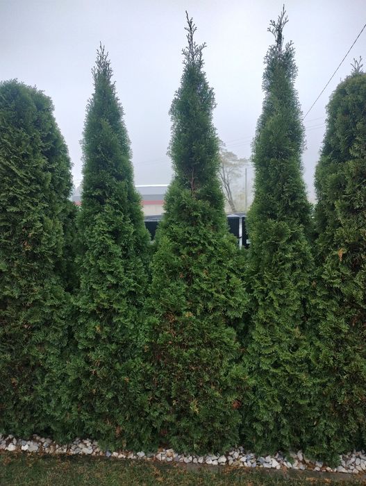 Tuja szmaragd wysoka
