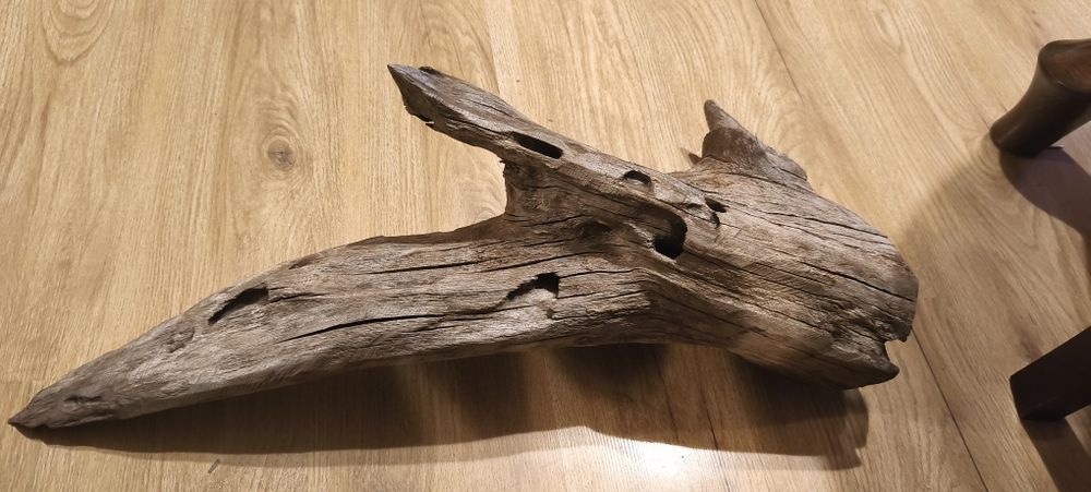 Korzeń dębowy do akwarium