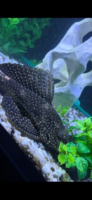 Продам сом: Пангасиус и Птеригоплихт