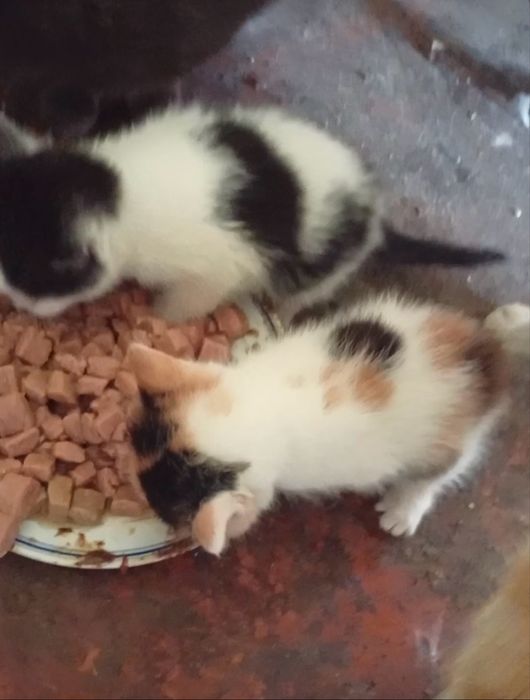 Котики в добрі руки