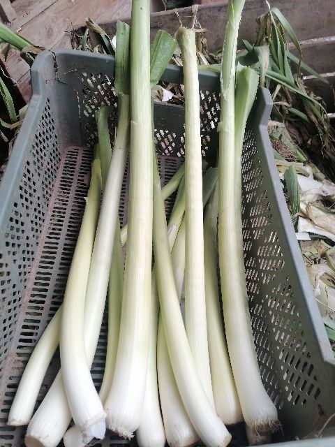 Por sałatkowy bezpośrednio od rolnika wysyłka inpost paczkomat