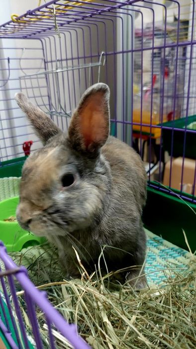 Передержка гостиница животных 24 / 7 г. Киев перетримка от 75 грн