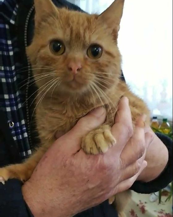 Шукає дім руда киця 3-4 міс