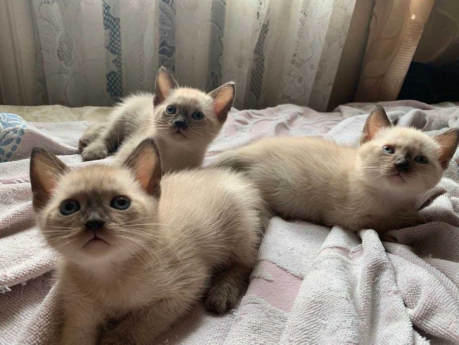 Продам тайских котят   ГОЛУБОГЛАЗАЯ  КРАСОТА
